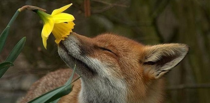 Le monde animal intelligent qui nous entoure