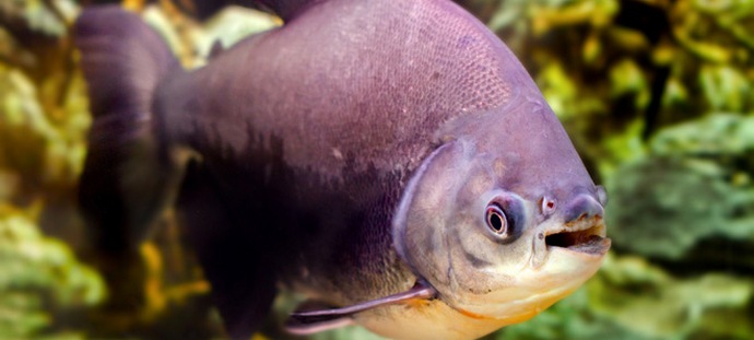 Poisson avec