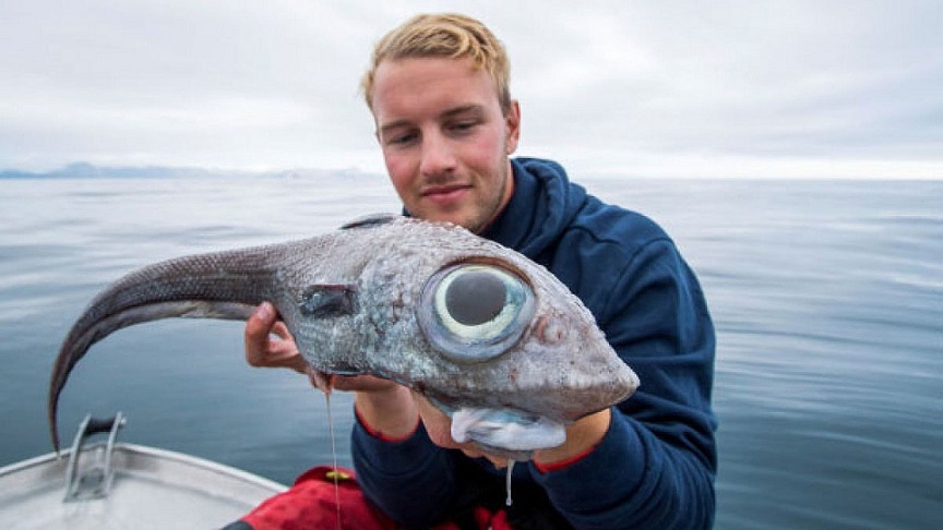 Fish s