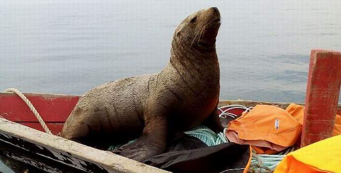 Les pêcheurs de Sakhaline ont dû monter un otarie effrontée dans un bateau pour une troisième journée