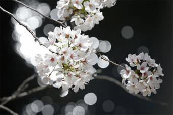 Sakura, née de l'os cosmique, s'est épanouie six ans plus tôt que prévu.