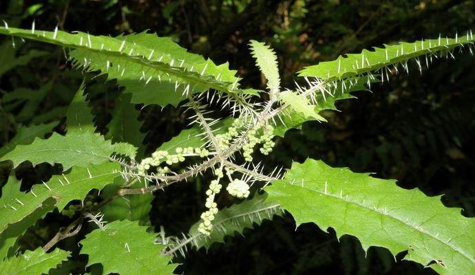 Les plantes les plus toxiques du monde