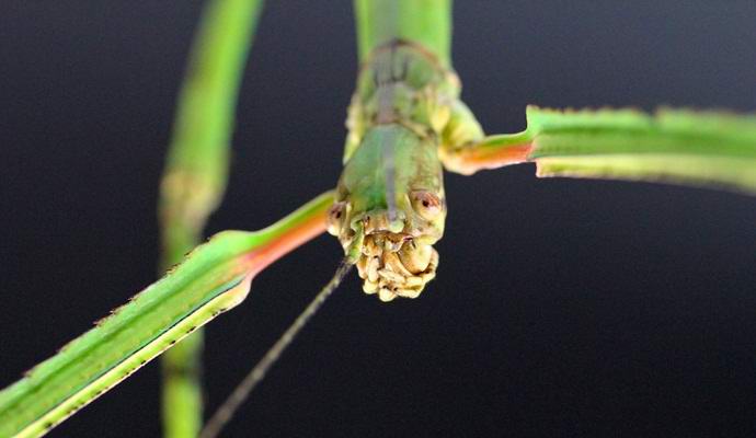 Le plus grand insecte du monde se cache des humains depuis des siècles. Photo