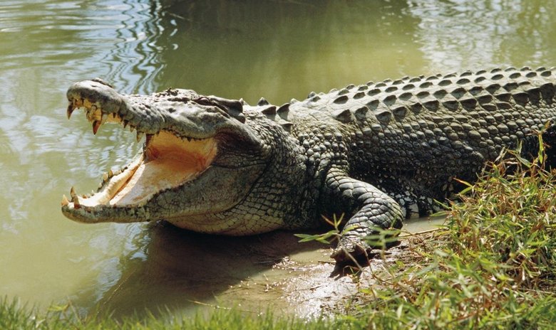 Les crocodiles les plus massifs