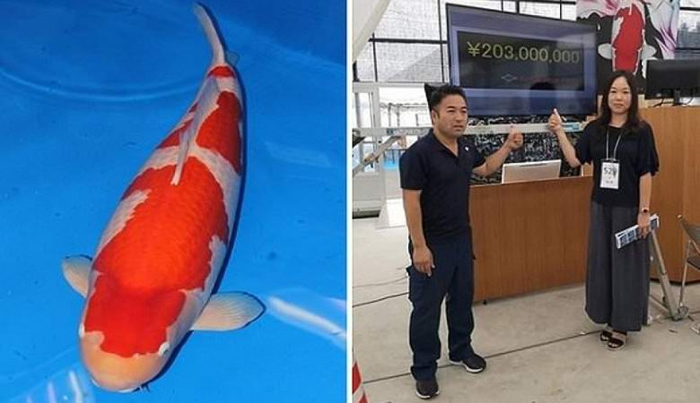 Le poisson le plus cher du monde vendu pour 1,8 million de dollars