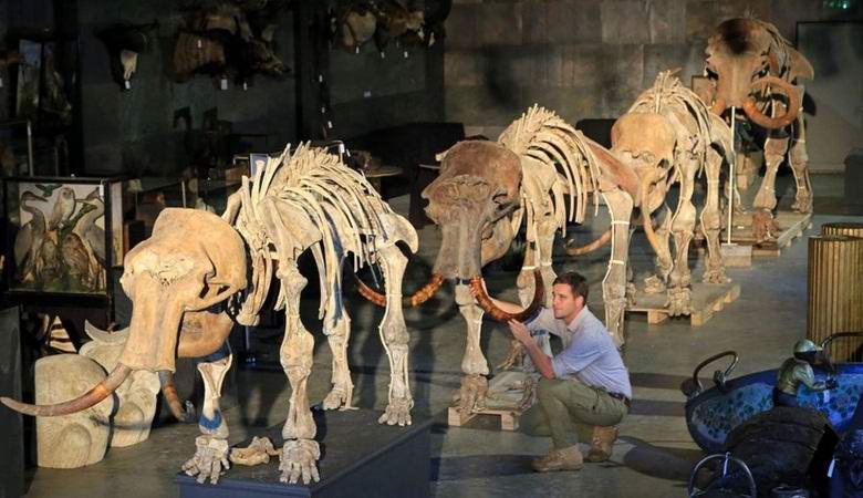 La famille de mammouths de Sibérie mise aux enchères