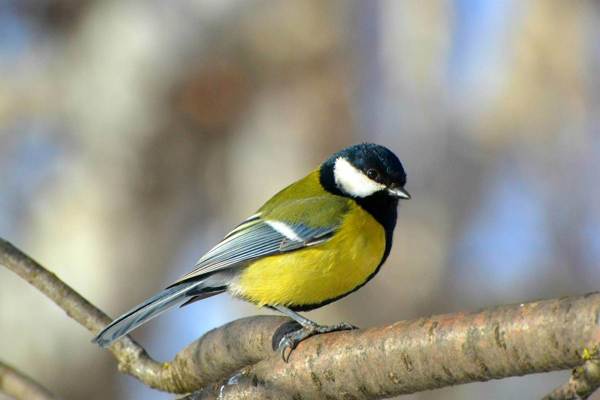 mésange s'est envolée vers le balcon 