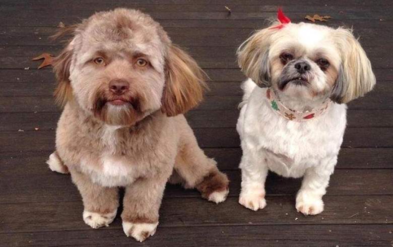 Un chien avec le visage d'une personne vous touche ou vous fait peur