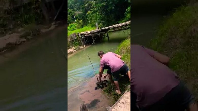 Le salut de l'anaconda d'un chien domestique