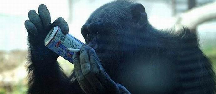 Les alcooliques font partie des chimpanzés