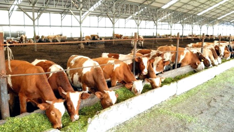Est-ce que cela vaut la peine d'abandonner massivement la viande