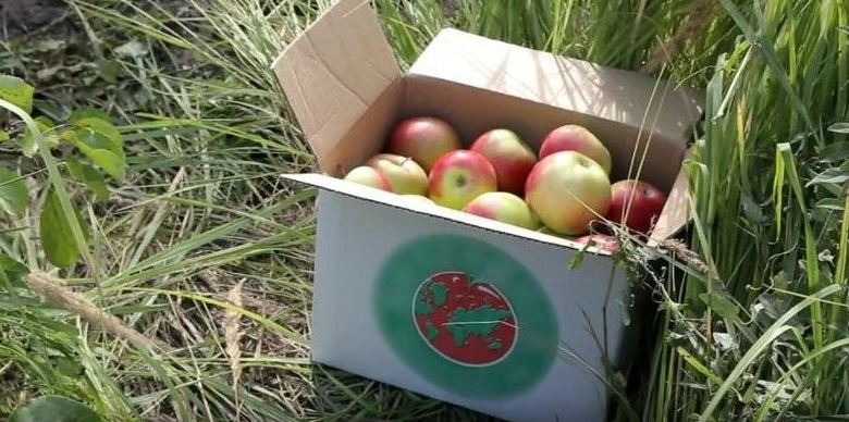 Les pommes Tambov vont dans l'espace