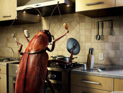 Les cafards s'en vont?