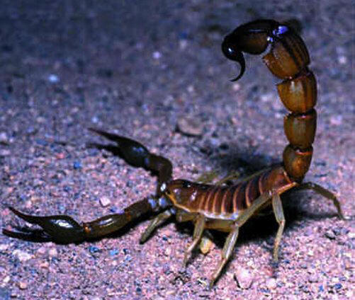 Top 10: de minuscules animaux qui ont suffisamment de poison pour vous détruire.