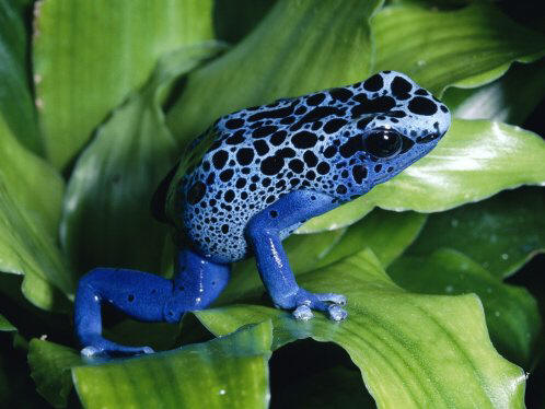 Top 10: de minuscules animaux qui ont suffisamment de poison pour vous détruire.