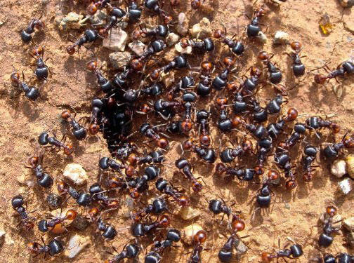 Top 10: de minuscules animaux qui ont suffisamment de poison pour vous détruire.