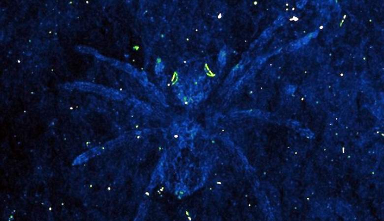 Les yeux de l'araignée pétrifiée de 110 millions d'années brillent toujours.