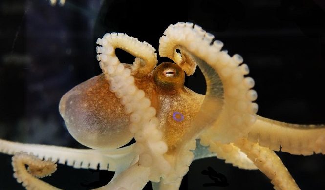 ADN extraterrestre trouvé dans les poulpes 