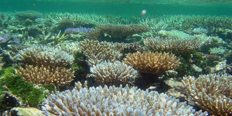 Les scientifiques ont élaboré un plan détaillé pour conserver la vie marine d'ici 2050 