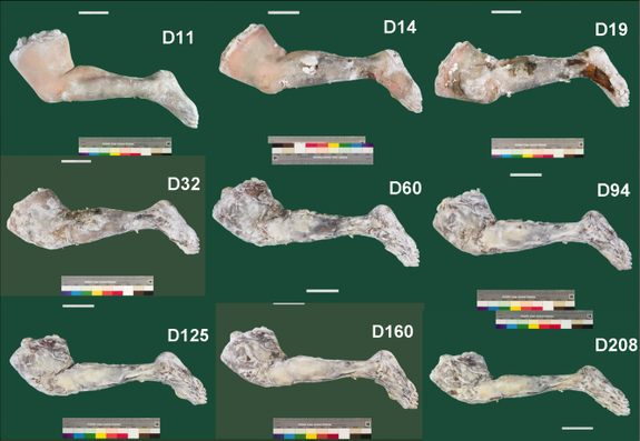 Les scientifiques ont momifié la jambe d'une personne selon les anciennes recettes égyptiennes