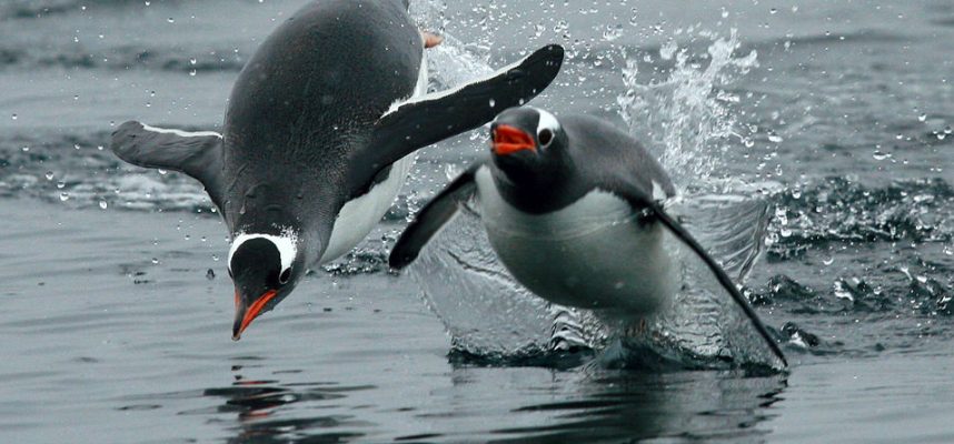 Les scientifiques ont découvert que les pingouins `` parlent '' sous l'eau 