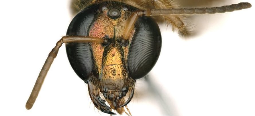 Des scientifiques découvrent une abeille mi-mâle, mi-femelle 
