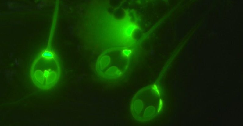 Les scientifiques ont découvert le premier `` animal '' qui ne respire pas d'oxygène 