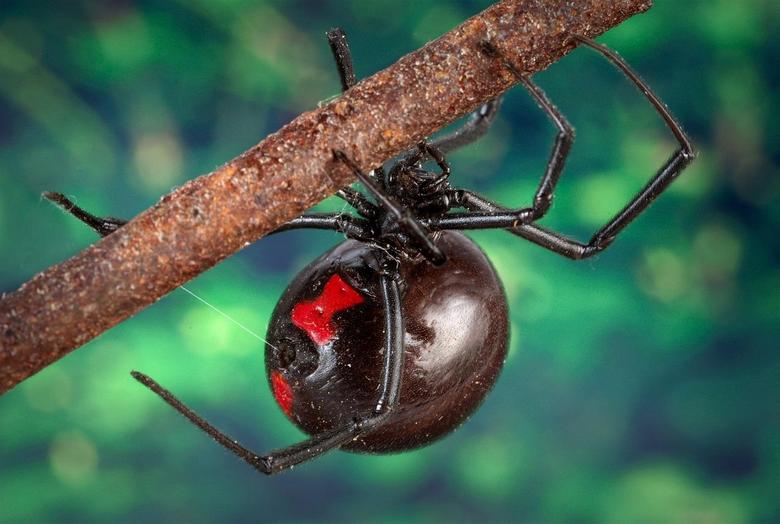 Les scientifiques ont résolu l'énigme de la toile d'araignée robuste - veuve noire