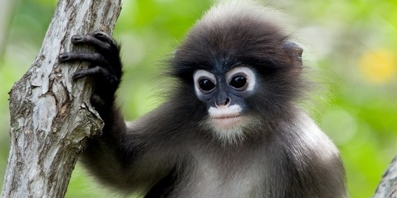 Les scientifiques ont pu prouver que les singes descendaient des humains