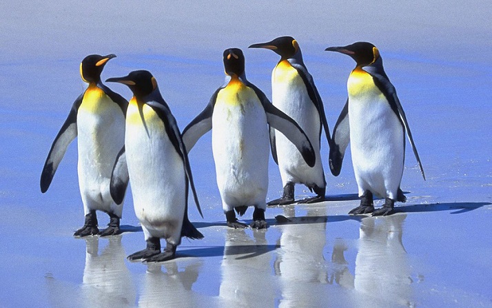 Scientifiques à perte: les manchots royaux se présentent en Afrique