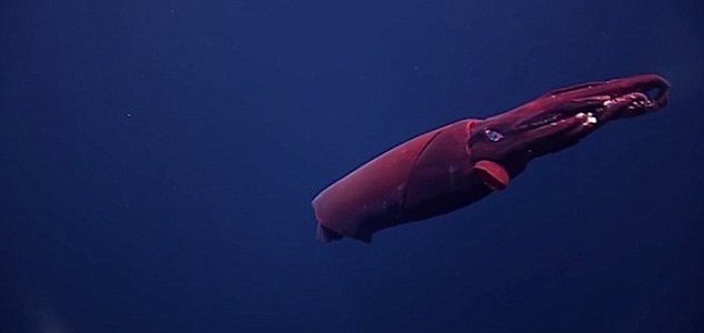 Les scientifiques ont réussi à filmer un énorme calmar rare