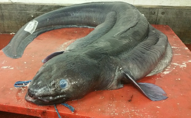 Une anguille de plus de 2 mètres de long a été capturée au large des côtes de la Grande-Bretagne.