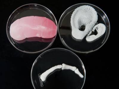 Bientôt, les donneurs d'organes humains ne seront plus nécessaires