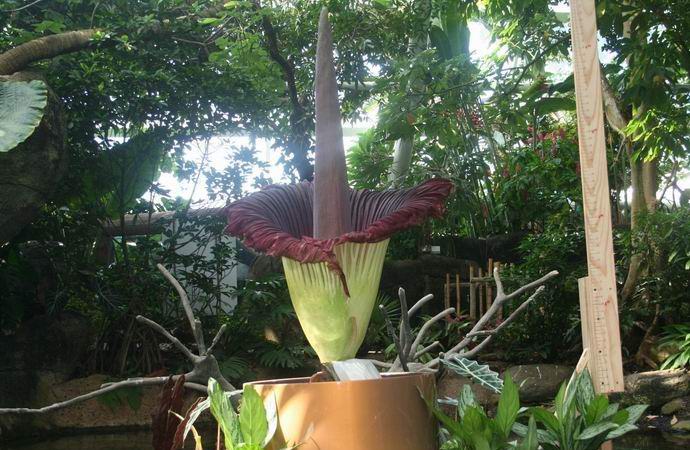 Une fleur géante aux fleurs puantes a fleuri en Amérique.