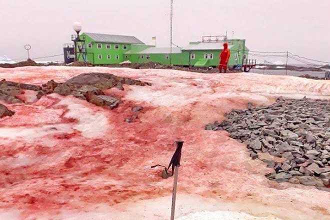 En Antarctique, la neige est devenue rouge