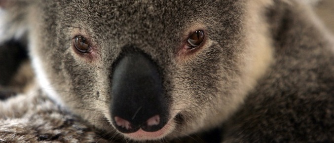 Environ sept cents koalas ont été euthanasiés en Australie.