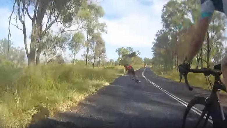 En Australie, un kangourou a fait tomber un cycliste