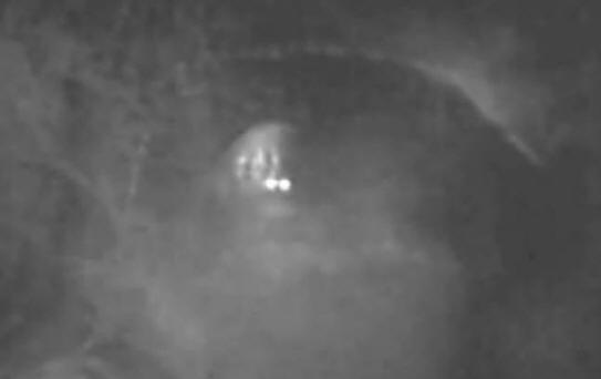En Australie, Bigfoot a été attiré par des pommes et filmé sur vidéo