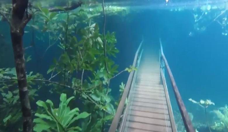 Une incroyable forêt sous-marine est apparue au Brésil