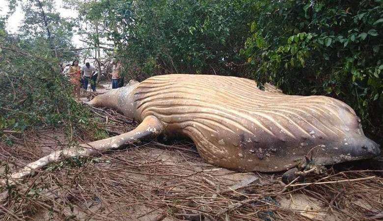 Une baleine morte est soudainement apparue dans la jungle brésilienne.