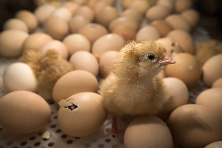 Des œufs en retard ont été jetés dans la décharge en Géorgie - et des centaines de poulets ont éclos