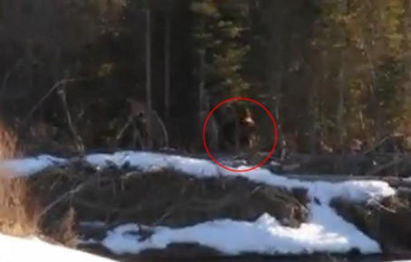 Bigfoot a été filmé au Canada