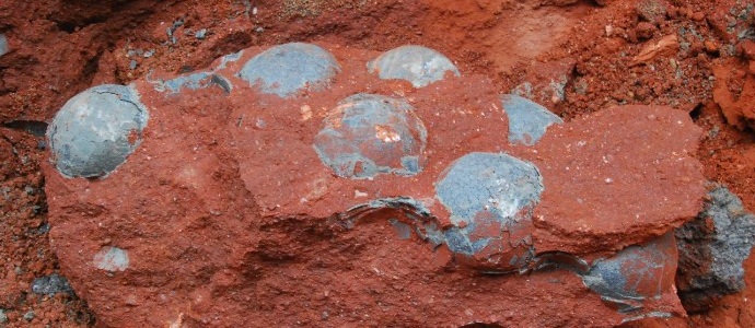 Quatre douzaines d'oeufs de dinosaures trouvés en Chine