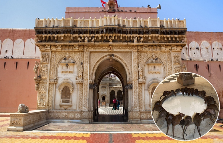 Il y a un temple des rats dans le monde - c'est Sri Karni Mata en Inde