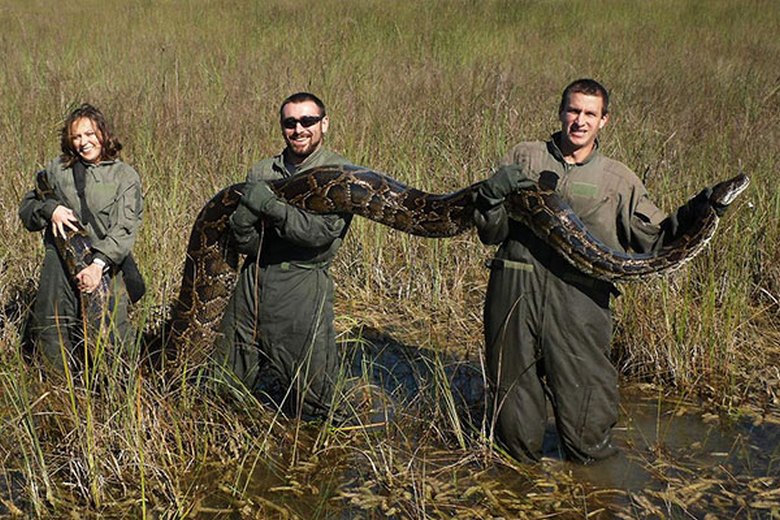 Les résidents de Floride souffrent de pythons tigres élevés dans les marais.