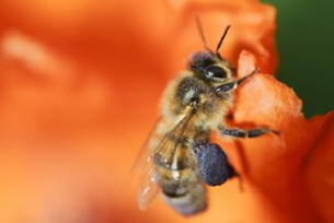 Aux États-Unis, la pulvérisation des arbres a provoqué une invasion massive d'abeilles