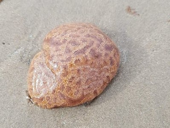 En Tasmanie sur la plage découverte