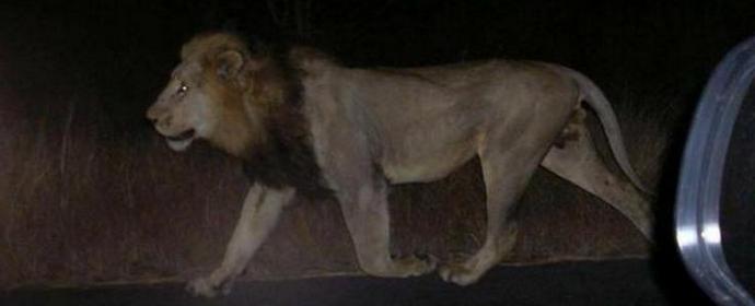 A Tbilissi, des lions et des crocodiles marchent dans les rues