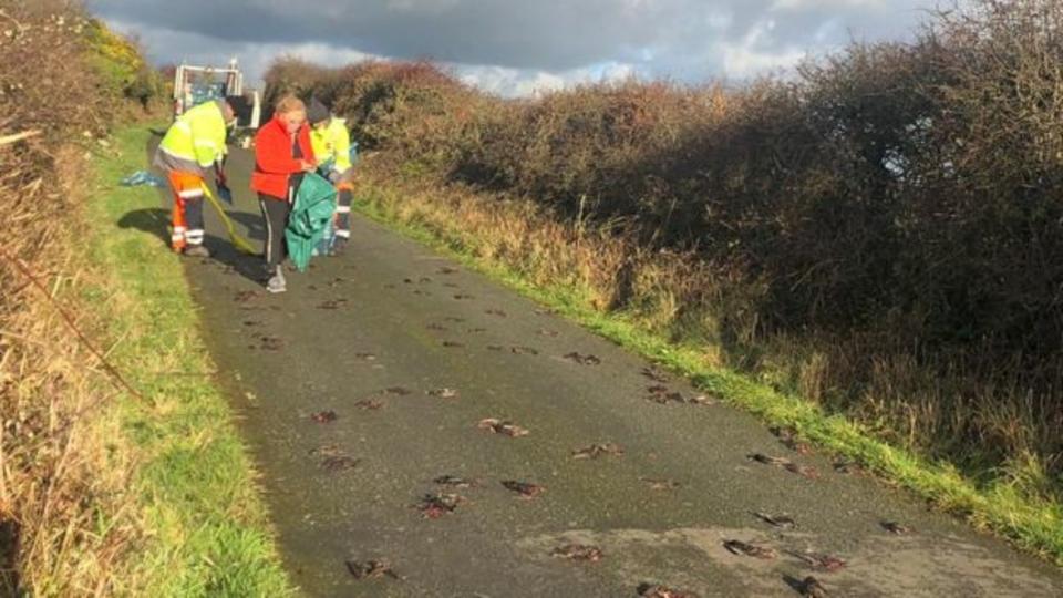 Au Royaume-Uni, des centaines d'oiseaux morts sont tombés sur la route à un moment donné.