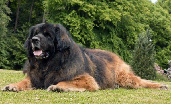 Pourquoi le gros chien rêve-t-il 